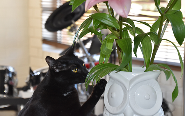 Black cat sniffing plants